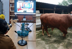 Desa Empang Benao Terima Sapi Kurban Bantuan Presiden Prabowo Seberat 826 Kg