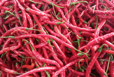 Harga Bahan Pokok 12 Maret 2026, Cabai Merah Alami Kenaikan