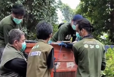 Orangutan yang Sempat Berkeliaran di Jalan Houling Kutai Timur Akhirnya Diselamatkan