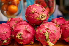 Tak Hanya Enak, Buah Naga Merah Ternyata Punya Banyak Manfaat untuk Kesehatan