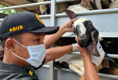 Antisipasi Wabah PPR, Barantin Tingkatkan Pengawasan Lalu Lintas Hewan Ternak di Jambi