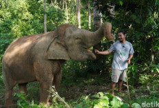 Karhutla Ancam Bentang Alam Bukit Tigapuluh Tebo, BKSDA Jambi Intensifkan Pemantauan Gajah Sumatera
