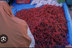 Harga Cabai Merah di Kuala Tungkal Tembus 40–45 Ribu Rupiah per Kilo