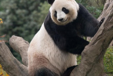 Hari Panda Nasional 16 Maret, Simbol Persahabatan Indonesia–Tiongkok lewat Cai Tao dan Hu Chu