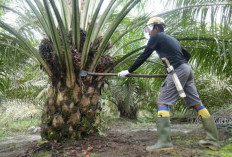 Akibat Konflik Lahan Desa Betung, Penyidik Bakal Kembali Panggil 11 Orang Dari Tim 12