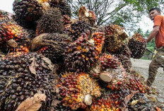 Naik Rp.137,45 Bupati M. Syukur Minta Perusahaan Tak Turunkan Harga TBS: Ikuti Harga Pemerintah