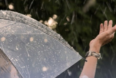 Diguyur Hujan Alami, Titik Api Karhutla Mereda dan Kualitas Udara Jambi Membaik