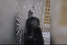 Polresta Jambi Gagalkan Perdagangan Dua Siamang Dilindungi