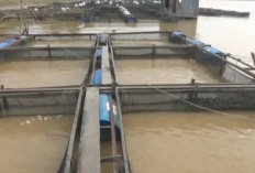 Kemarau Panjang Picu Kematian Massal Ikan Keramba Jaring Apung di Sungai Batanghari