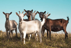 UAH Tegaskan Satu Kambing Bisa untuk Kurban Satu Keluarga