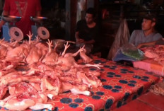Harga Ayam Potong Masih Rp38 Ribu, Pedagang di Kuala Tungkal Keluhkan Penjualan Sepi