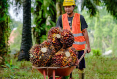 Produksi TBS PTPN IV Regional IV Lebih Target  116 Persen