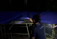 Pondok Diduga Jadi Tempat Penyalahgunaan Narkotika di Kebun Sawit Dimusnahkan Polisi