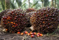 Harga Referensi CPO Juli 2026 Turun Akibat Lesunya Permintaan