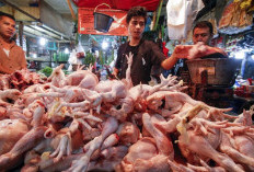 Update Harga Daging Ayam Terbaru di Kota Jambi