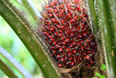 Keringat Kelapa Sawit