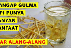 Khasiat Tanaman Alang-Alang: Sering Dianggap Gulma, Ternyata Ampuh untuk Kesehatan Ini Kata Ahli