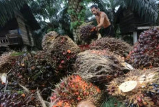 Harga TBS Sawit Petani di Riau Meningkat Menjadi Rp3.846 per Kilogram