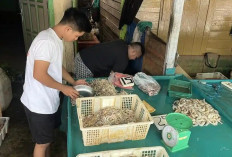 Harga Udang di Tanjabbar Jambi Anjlok, Udang Kuning Dibanderol Rp15.000 per Kg