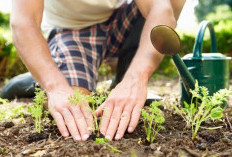 Berkebun di Rumah Kian Diminati, Jadi Cara Seru Isi Waktu Luang