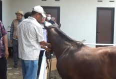 Pemprov Jambi Apresiasi Hadirnya RN Jambi Equestrian Center, Rumah bagi Para Pecinta Kuda