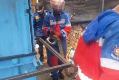 Damkar Kota Jambi Evakuasi Ular Sanca 2,5 Meter di Permukiman Warga