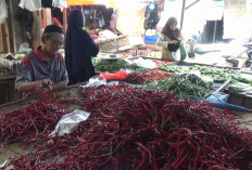 Pasokan Melimpah, Harga Cabai di Kuala Tungkal Turun hingga Rp38 Ribu per kilogram 