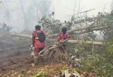 Petugas Manggala Agni Berjibaku Padamkan Karhutla di Hutan Lindung Gambut Londerang
