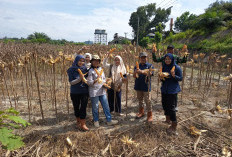 PTPN IV Regional IV Kebun Tanjung Lebar Panen 513 Kg Jagung, Penanaman Tahap Ketiga Kembali Dilanjutkan