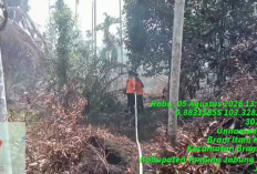Kasus Karhutla, BPBD Sebut 296,7 Hektare Lahan Terbakar hingga 1 September