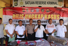 Koleksi Kulit Harimau Sumatera, Warga Tanjabtim Jambi Ditangkap Polisi