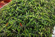 Update Harga Bahan Pokok 14 Februari 2026, Cabai Berfluktuasi di Pasar Angso Duo