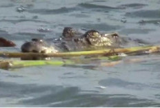 Bocah 11 Tahun di Jambi Meninggal Diduga Diserang Buaya Saat Mandi di Sungai