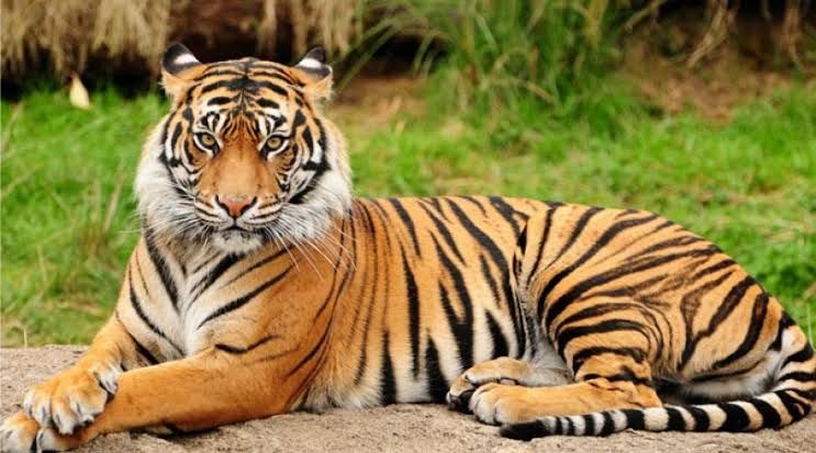 Menjaga Asa Habitat Harimau Sumatra Di Selatan Taman Nasional Bukit Tigapuluh Di Tengah Pandemi Covid 19