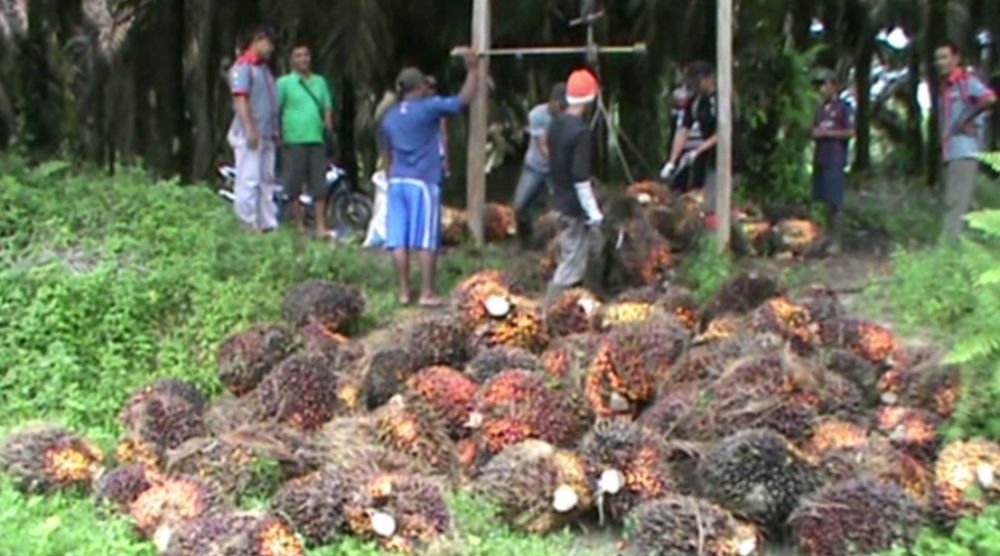 Hasil Produksi Kelapa Sawit Rendah, Petani Diduga Gunakan Bibit Palsu