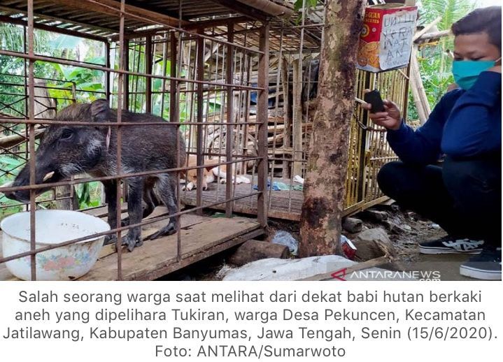 Viral !!! Babi Hutan Berkaki Seperti Ceker Ayam Ini Ternyata Doyan Ngopi dan Makan Nasi