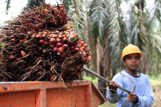 Pemanfaatan Bahan Bakar Nabati Efektif Tekan Impor Minyak Mentah