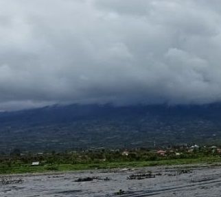 Pasca Erupsi Gunung Kerinci, Abu Vulkanik Tutupi Lahan Persawahan di Desa Sungai Rumpun