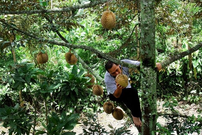 Asyiknya Tradisi “Ngadang” Durian