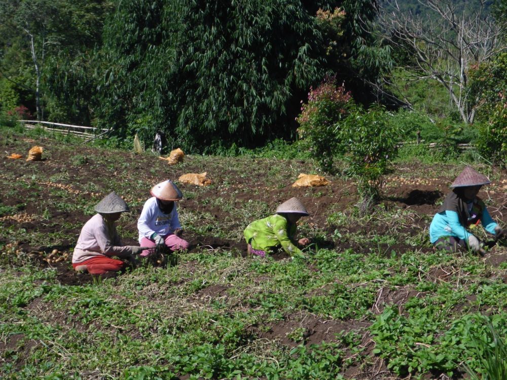 TRICKLE DOWN EFFECT DAN INKLUSI PERTANIAN