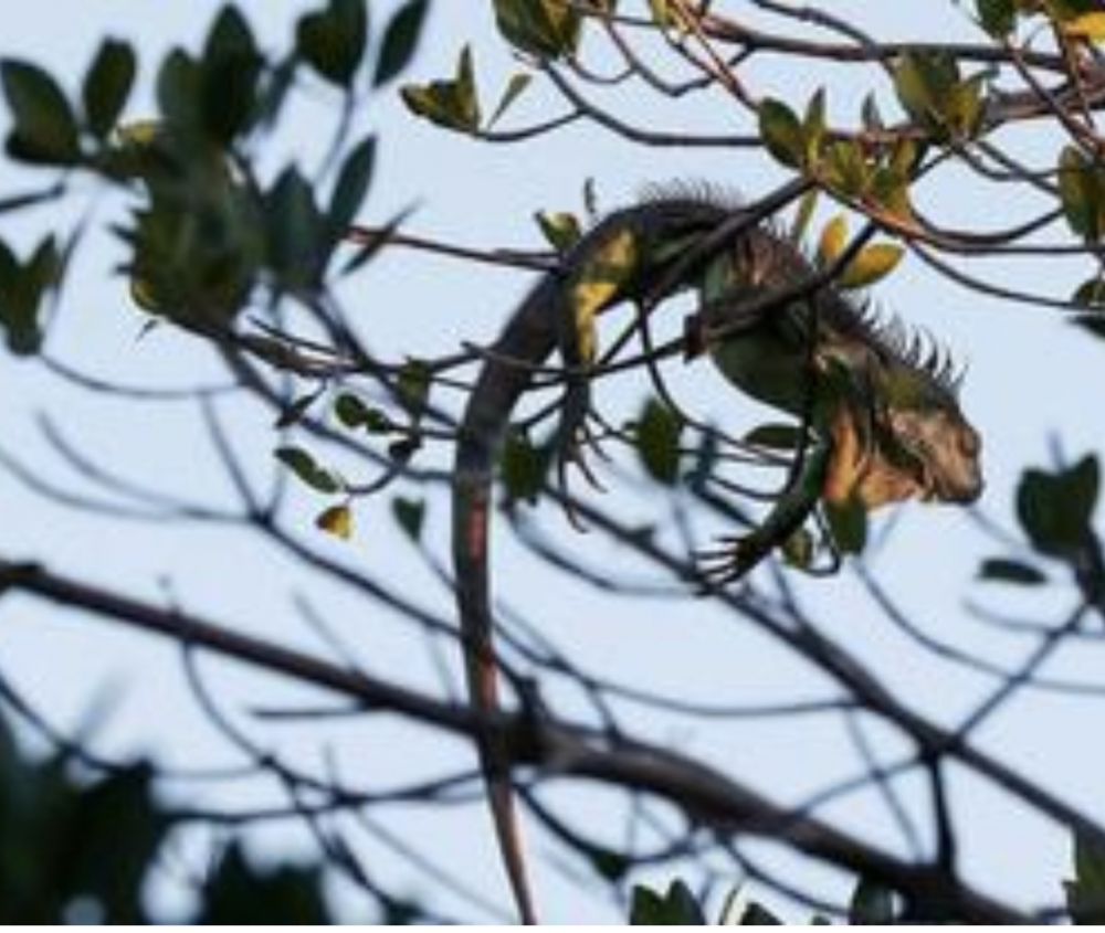 Kembali terjadi,Fenomena Iguana beku berjatuhan dari pohon di Florida
