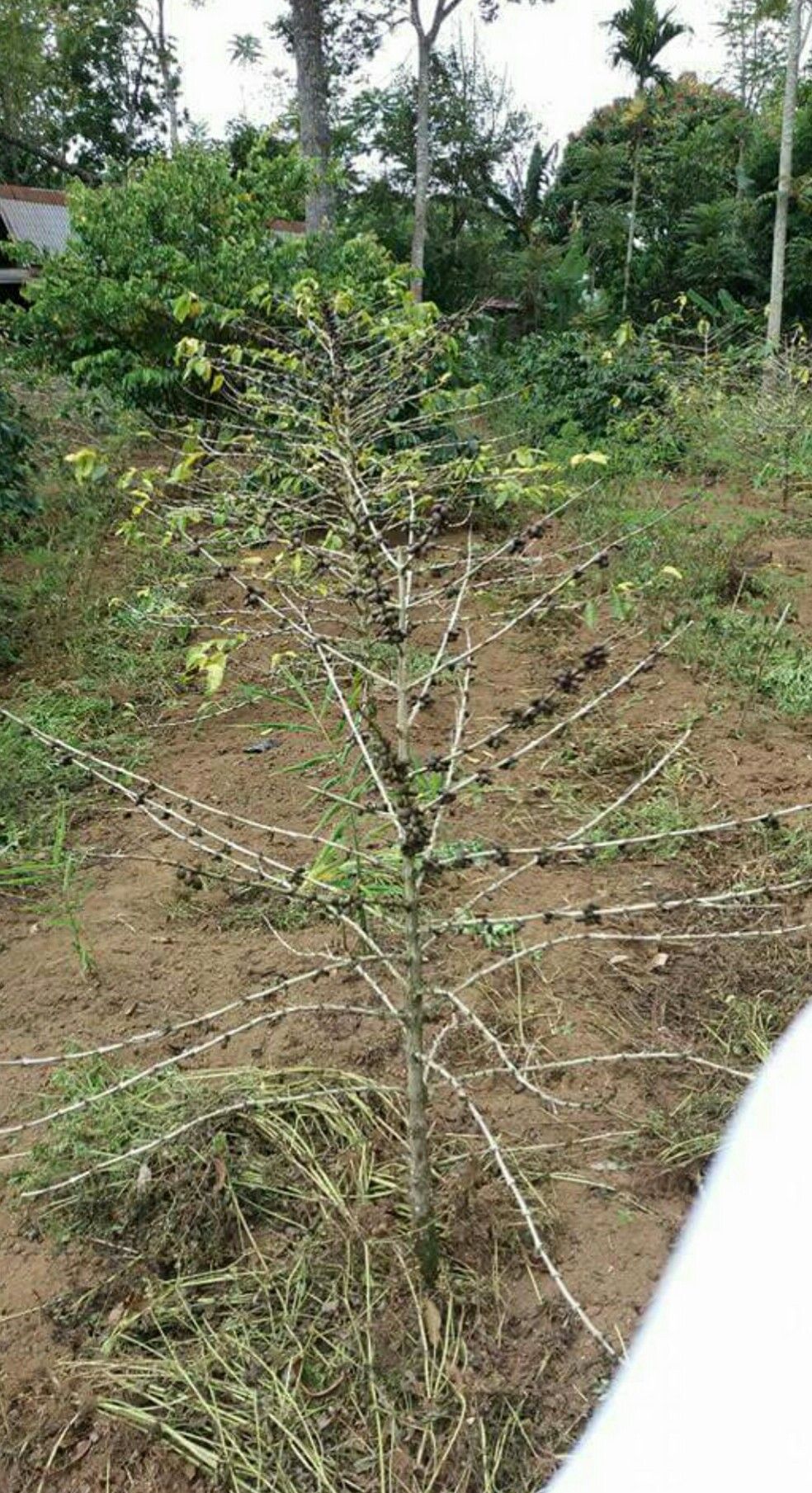 Kopi Sungai Jernih Terserang Penyakit