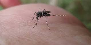Penyakit Yang Ditularkan Nyamuk Mengancam Selama Musim Penghujan