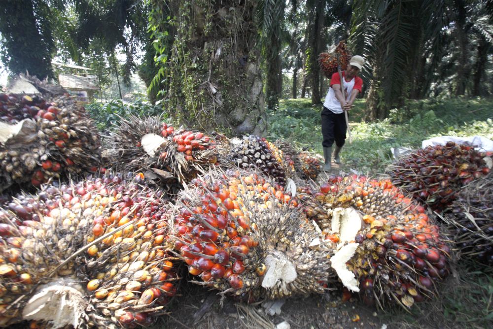 Harga Sawit di Jambi Merangkak Naik