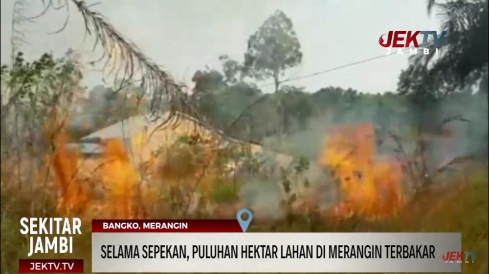 SELAMA SEPEKAN, PULUHAN HEKTAR LAHAN DI MERANGIN TERBAKAR