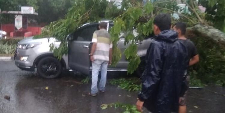 Sejumlah Pohon Tumbang Akibat Hujan dan Angin Kencang