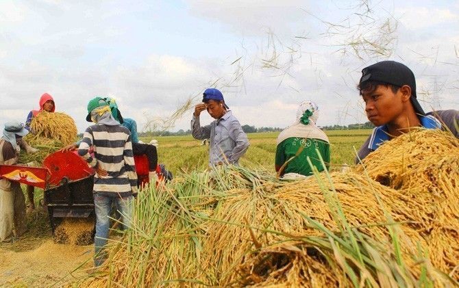 Pentingnya Asuransi Pertanian