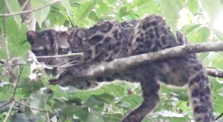 Heboh!! Tiga Ekor Macan Dahan Resahkan Warga Teluk Nilau