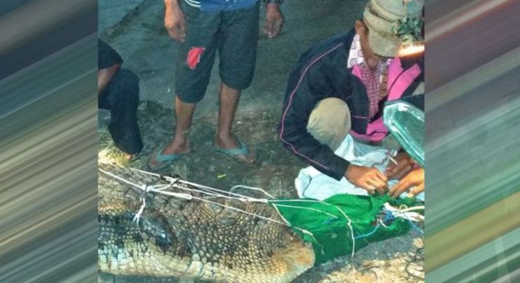 Buaya Ditangkap di Desa Lembur II