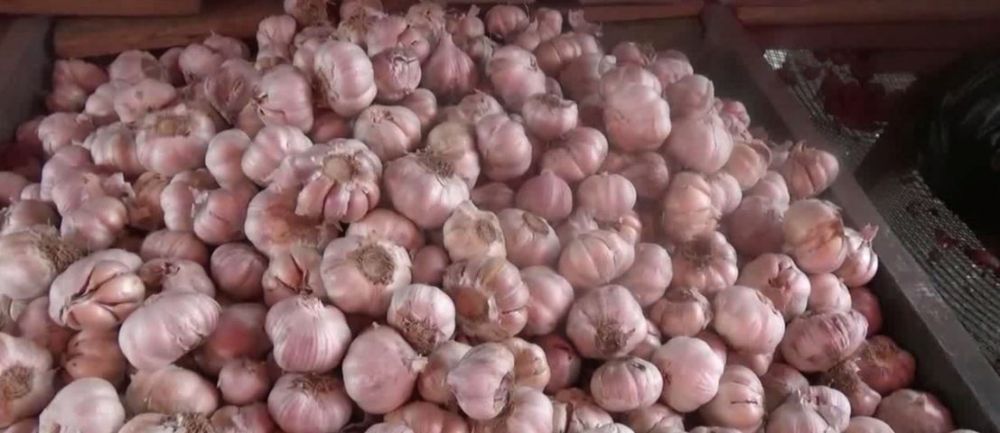 Harga Bawang Putih Naik 100 Persen